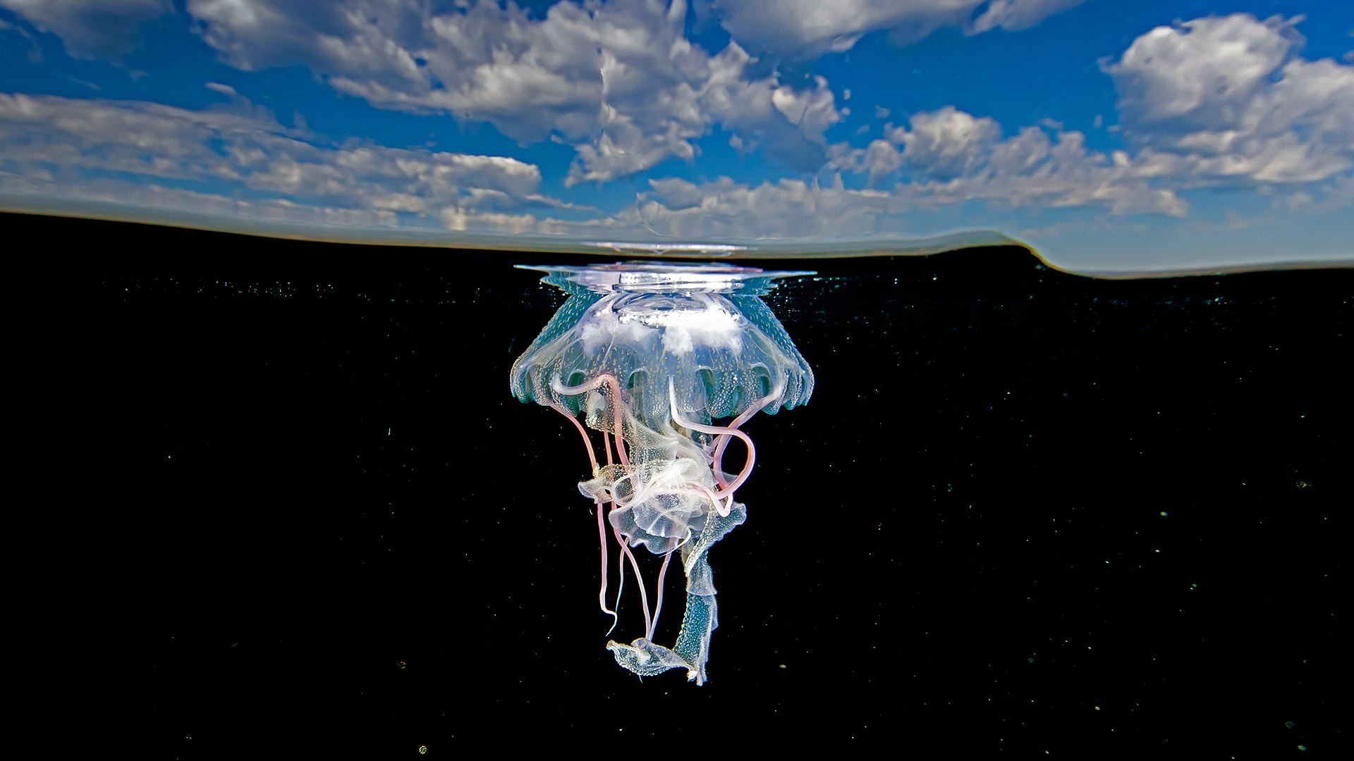 Ixtapa Jellyfish