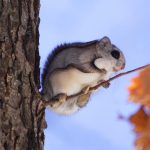 Japanese Flying Squirrel