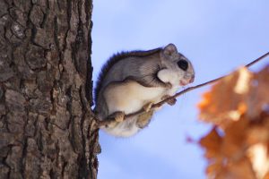 Japanese Flying Squirrel