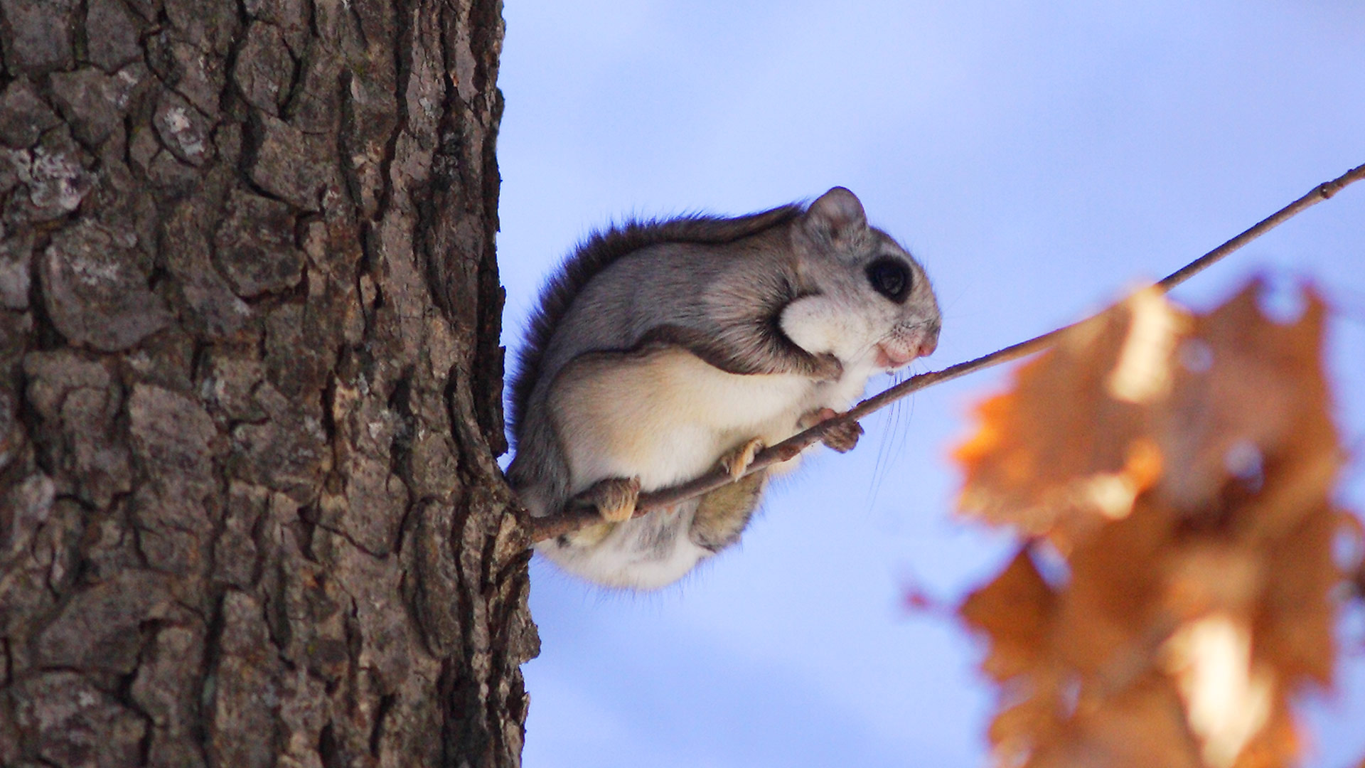 Japanese Flying Squirrel