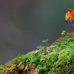 Japanese Robin