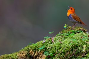 Japanese Robin