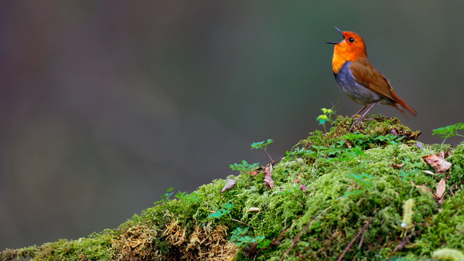 Japanese Robin