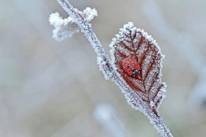 Lady Bug Frost