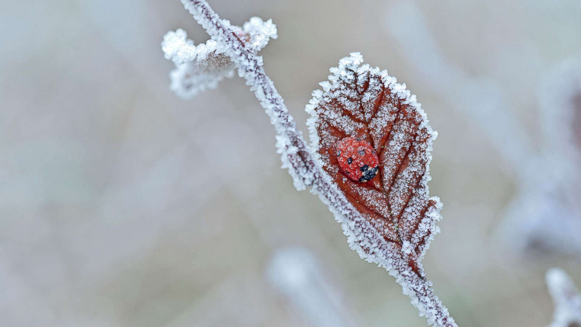 Lady Bug Frost