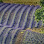 Lavender Valensole