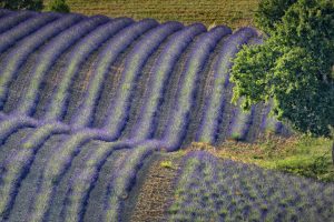 Lavender Valensole