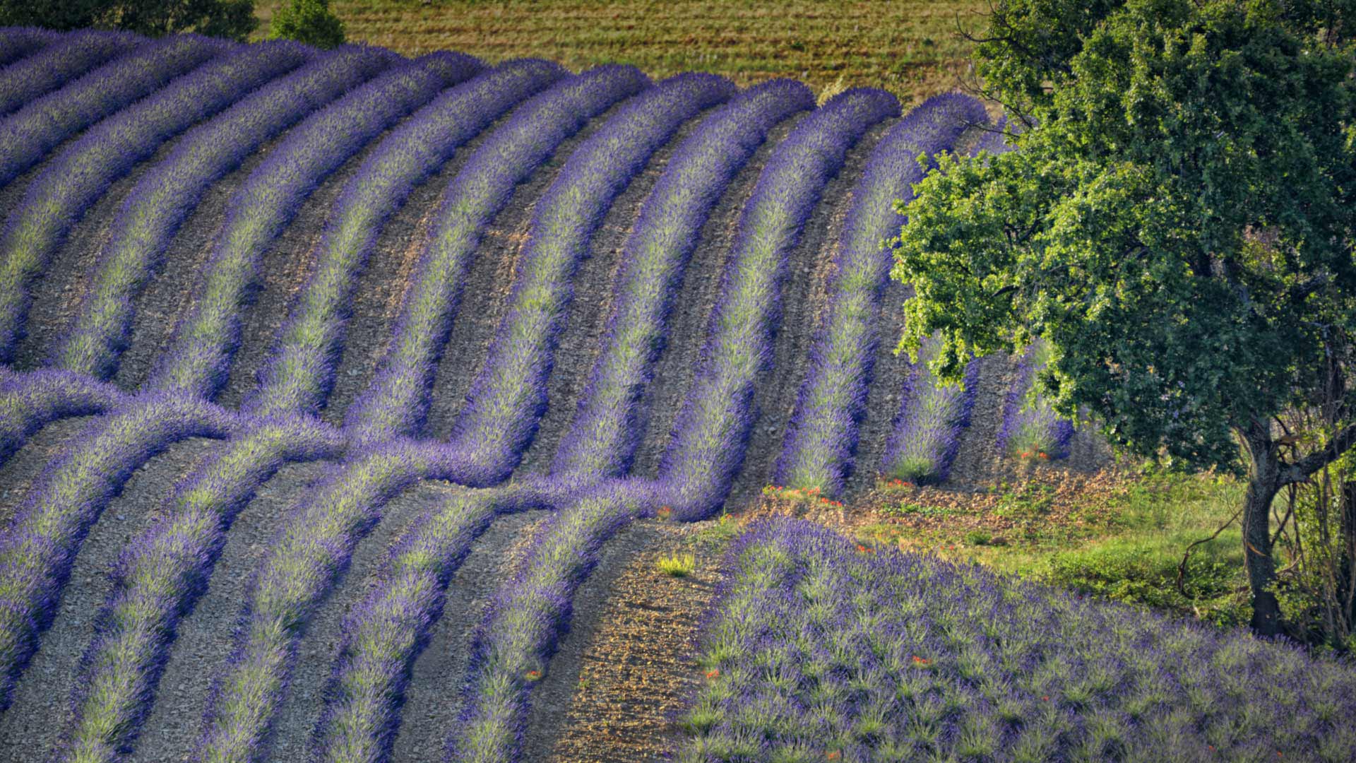 Lavender Valensole