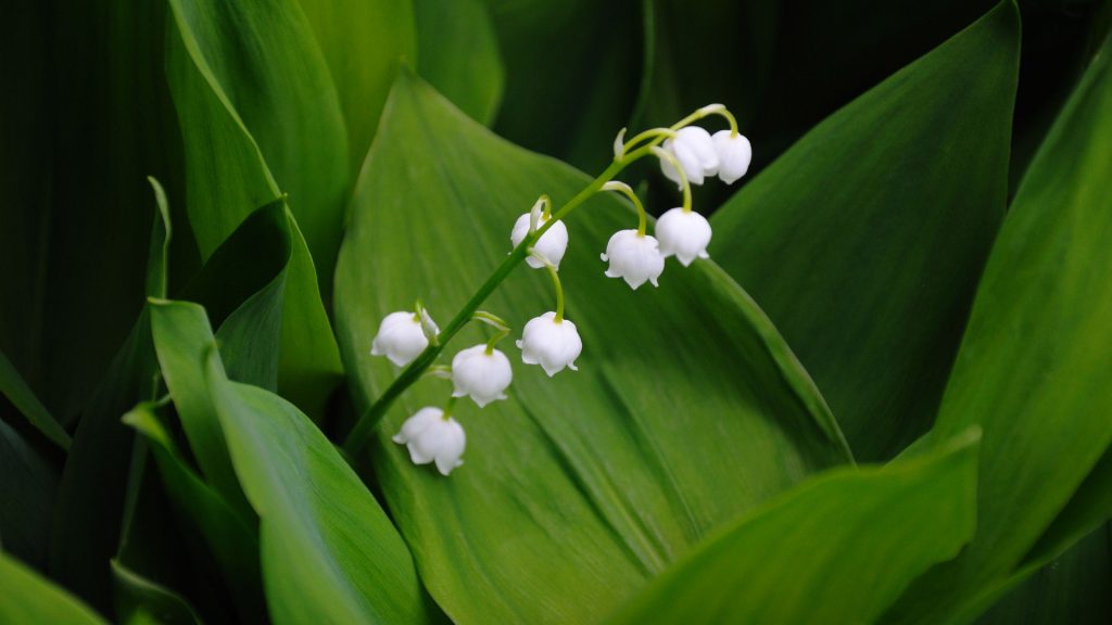 Lilyofthe Valley Flowers