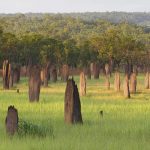 Litchfield Mounds