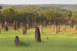 Litchfield Mounds