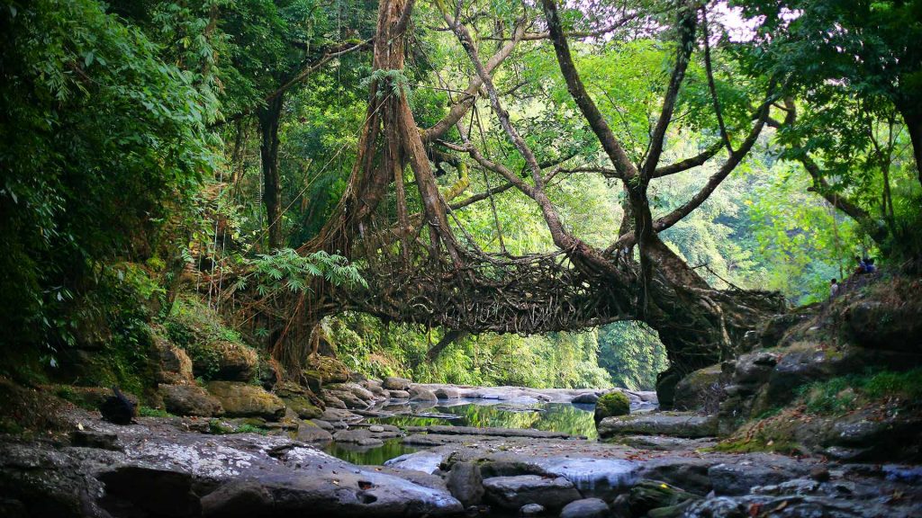 Living Root Bridge