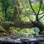 Living Root Bridge