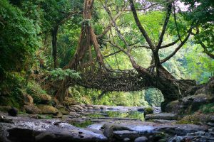 Living Root Bridge