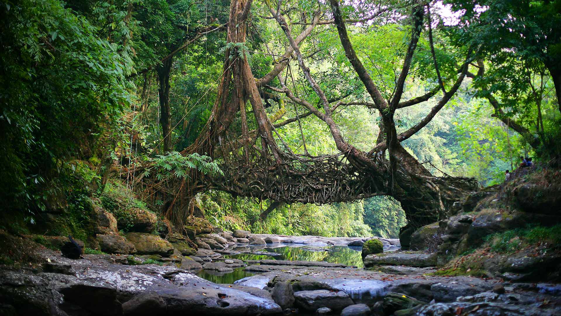 Living Root Bridge