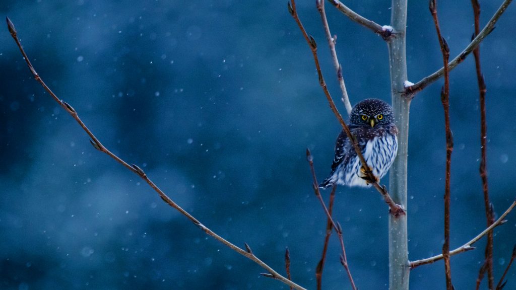 MT Pygmy Owl