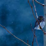 MT Pygmy Owl