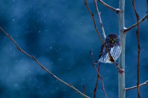 MT Pygmy Owl