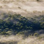 Megalong Fog