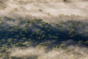 Megalong Fog