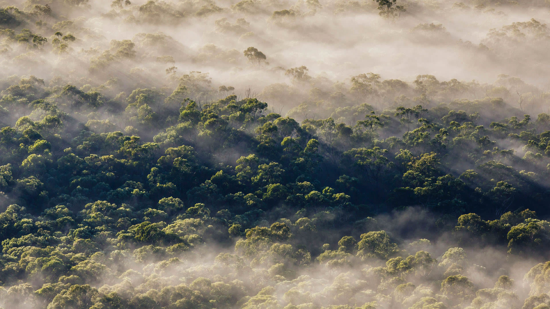 Megalong Fog