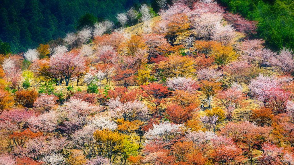 Mount Yoshino