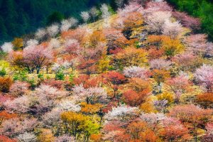 Mount Yoshino