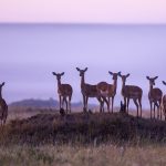 Musiara Marsh Impalas