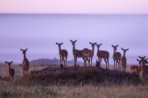 Musiara Marsh Impalas