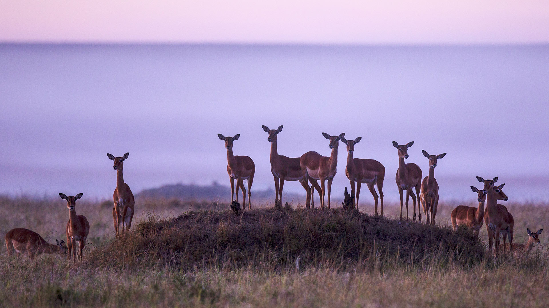 Musiara Marsh Impalas