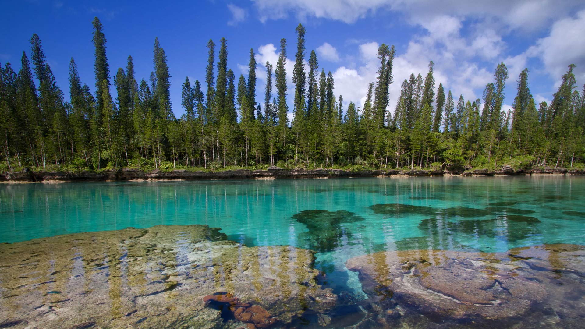 Natural Aquarium