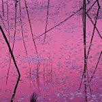 Northwoods Lilypads