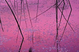 Northwoods Lilypads