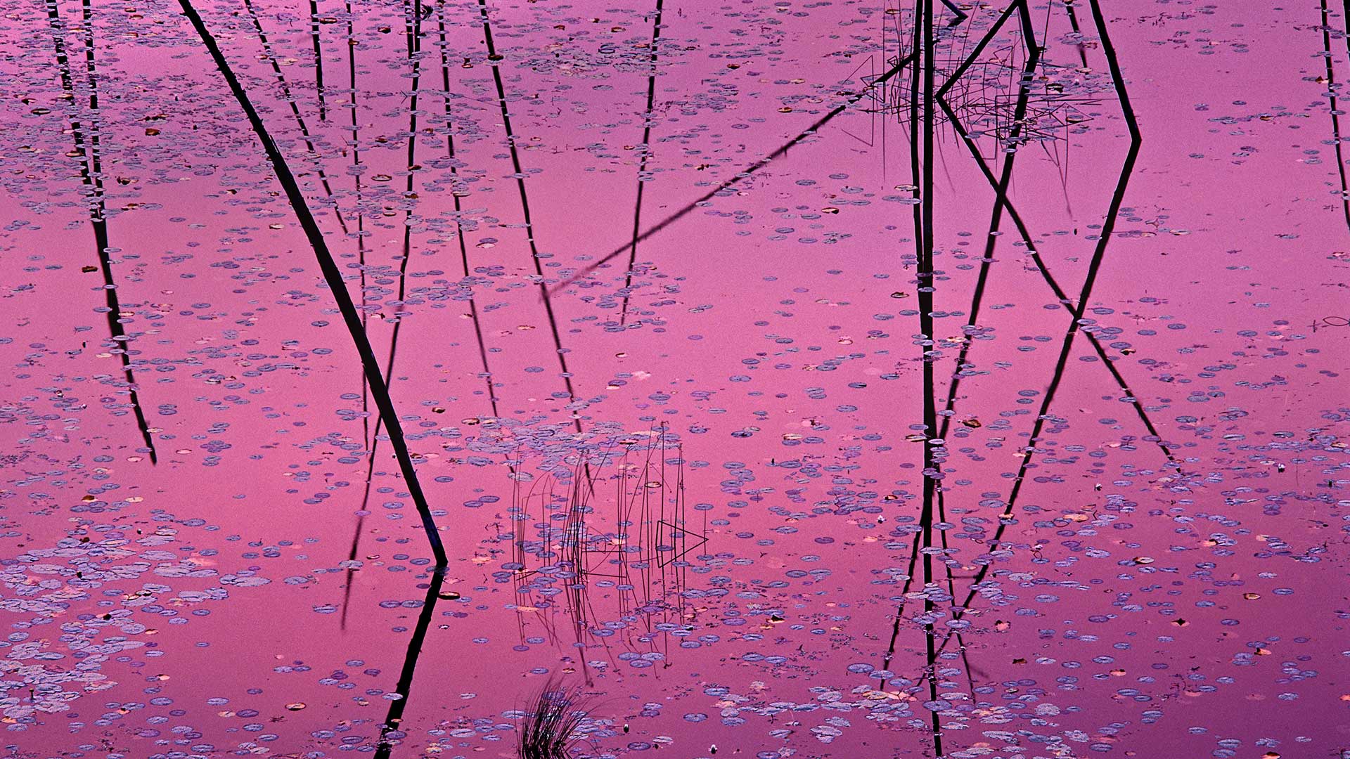 Northwoods Lilypads