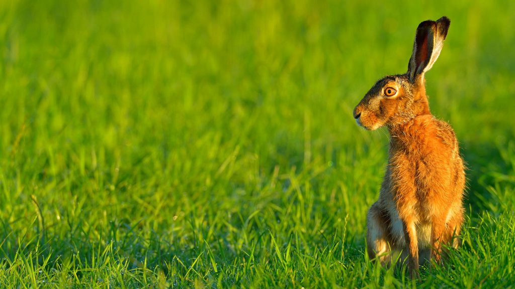 Osterhase – Bing Wallpaper Download