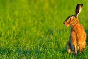 Osterhase