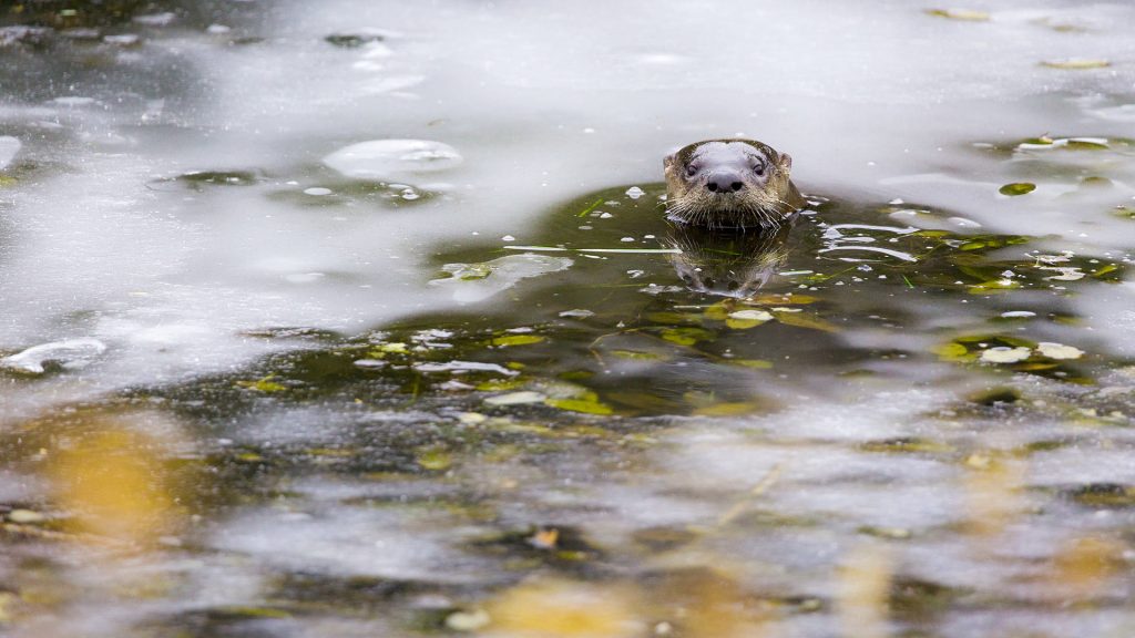 Otter