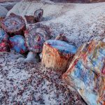 Petrified Forest NP