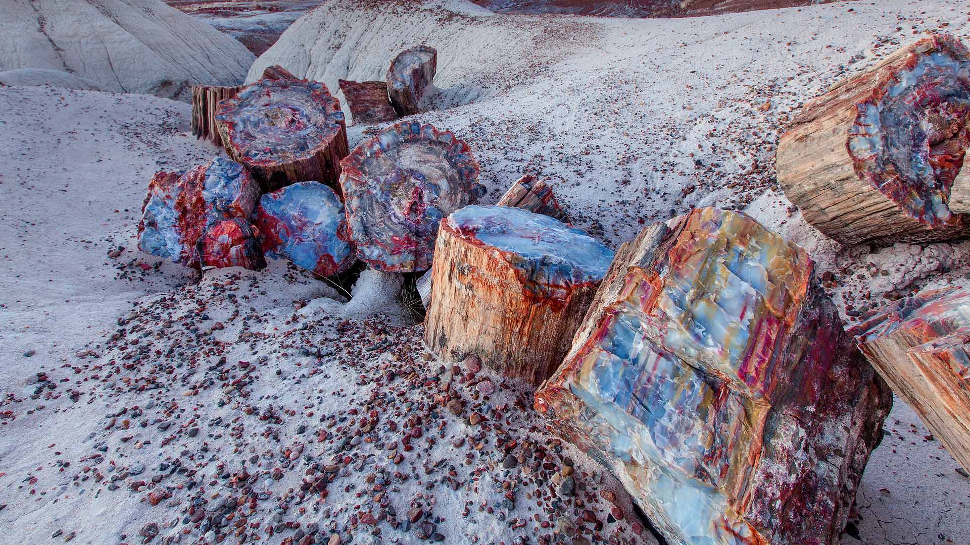 Petrified Forest NP