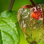 Physalis Alkekengi