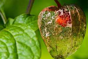 Physalis Alkekengi