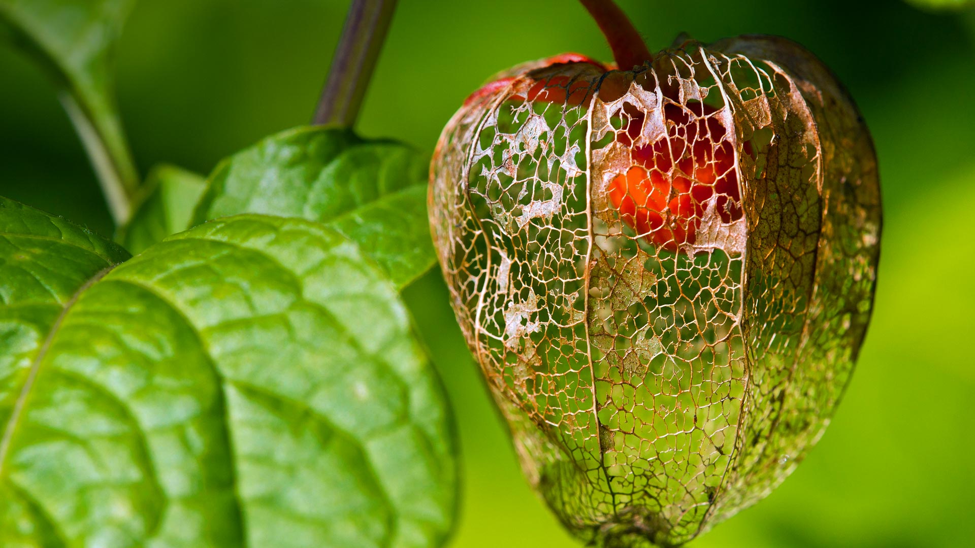 Physalis Alkekengi