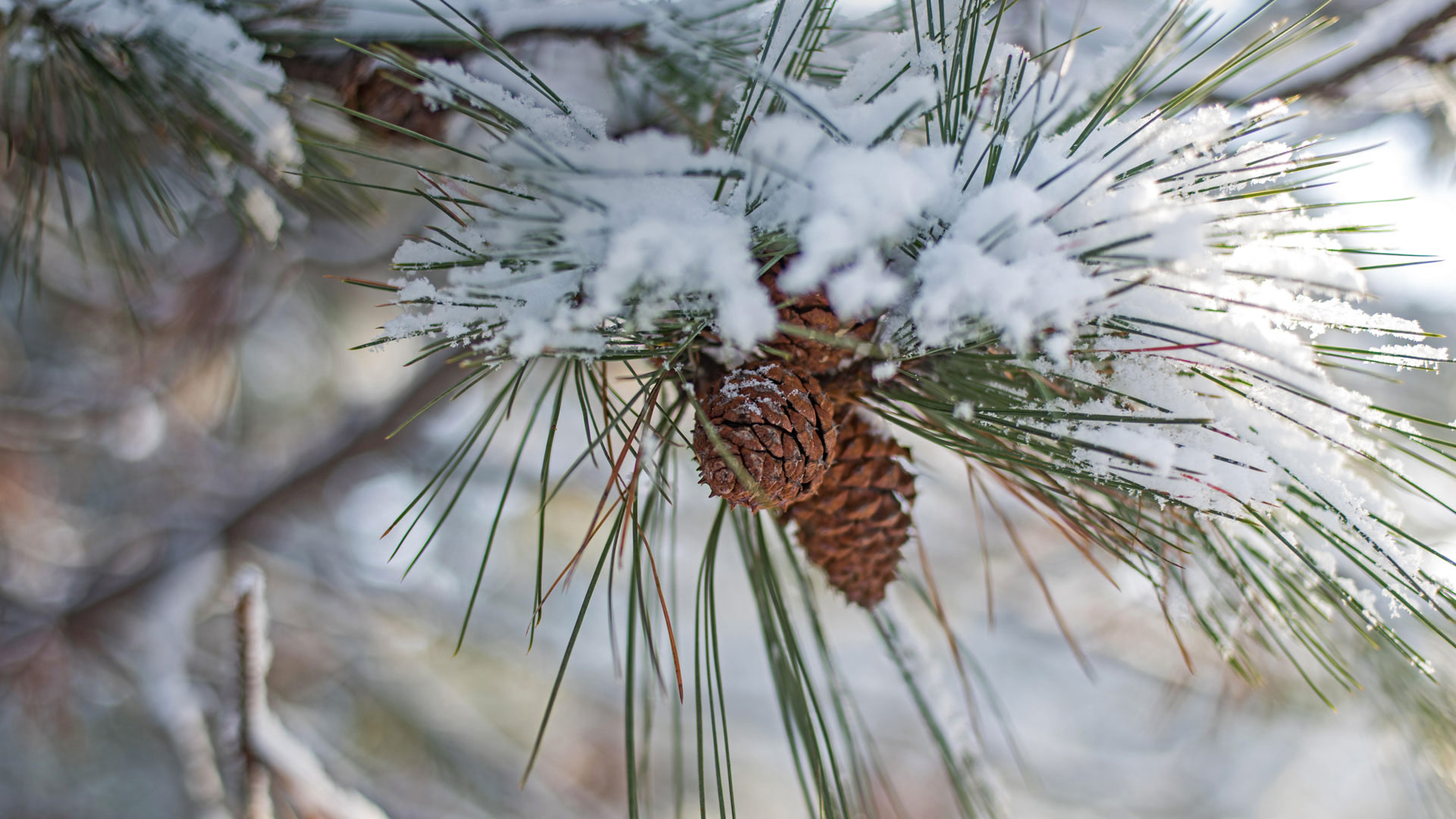 Pine Bough