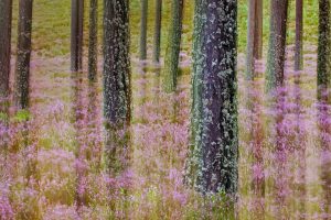 Pineand Heather