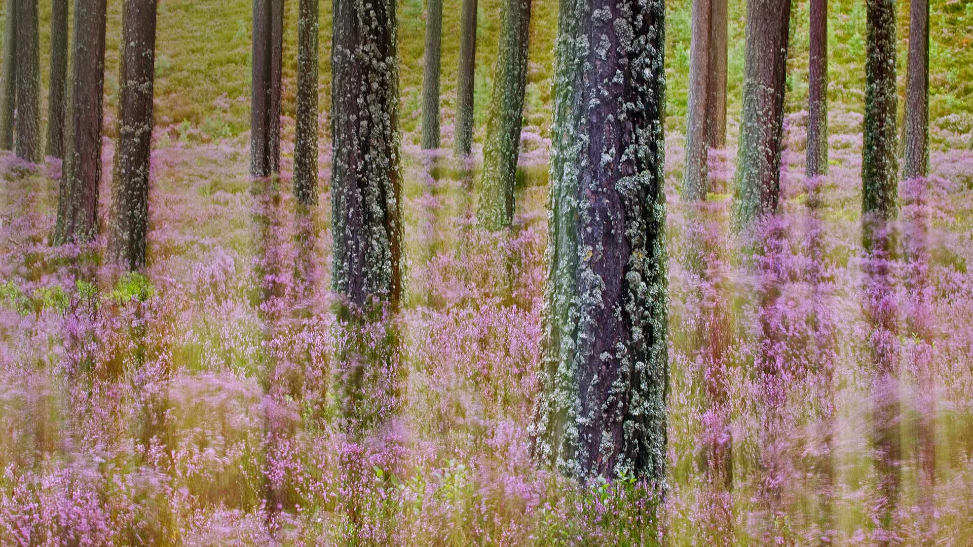 Pineand Heather