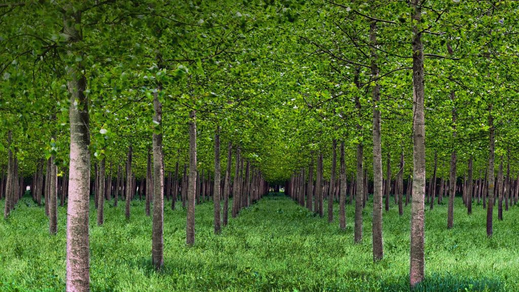 Po Valley Poplars