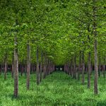 Po Valley Poplars