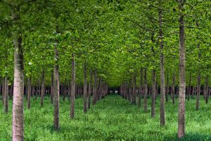 Po Valley Poplars