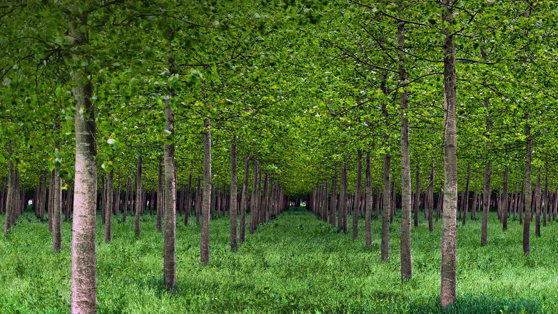 Po Valley Poplars