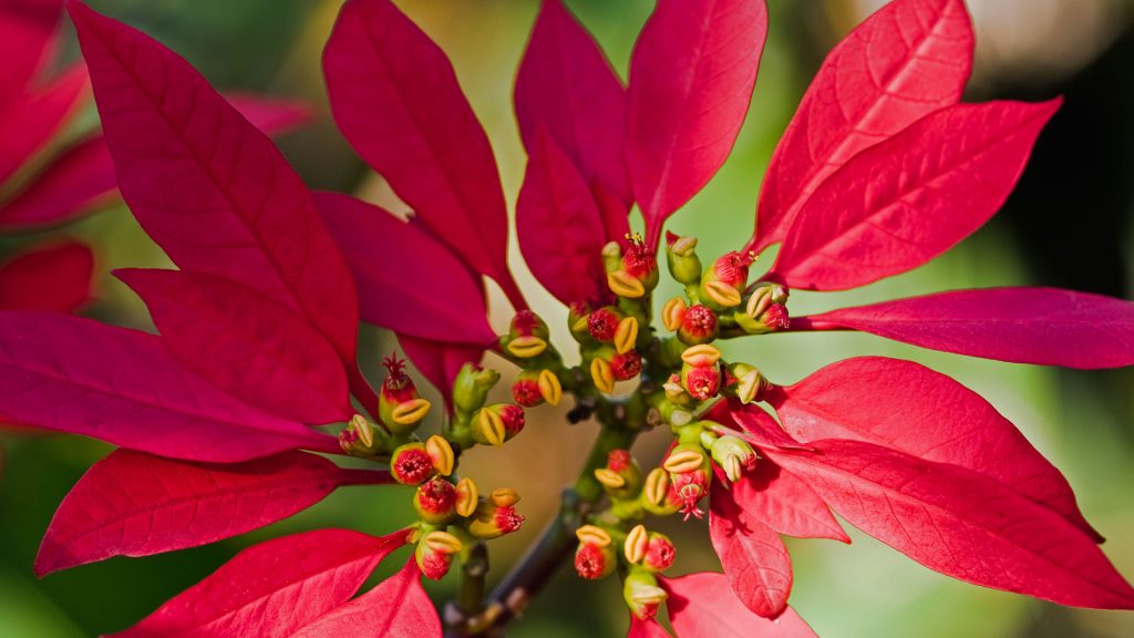 Poinsettia Buds